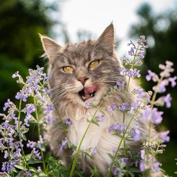 Pour nos animaux - Cataire "Menthe des Chats" (Nepeta cataria) - Grand Modèle - MEDIA_EN_SITUATION_1